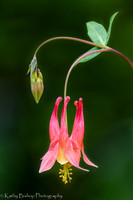 Red Columbine