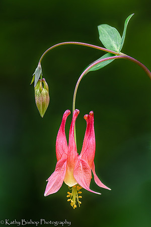 Red Columbine