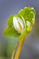 Bloodroot Bud