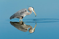 Great Blue Heron 140
