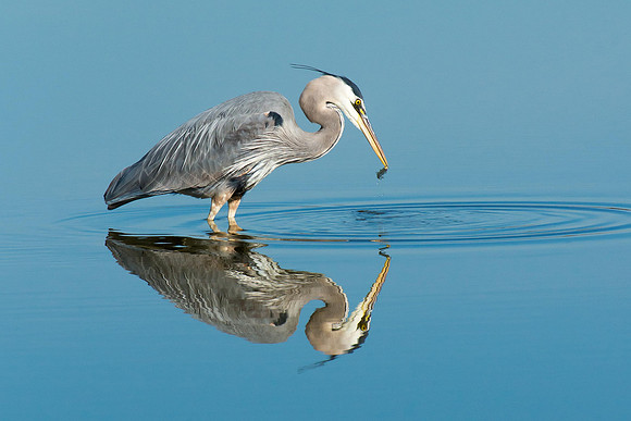Great Blue Heron 140