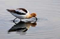 American Avocet