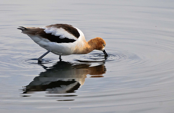 American Avocet