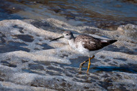 Greater Yellowleg Sandpiper