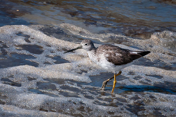 Greater Yellowleg Sandpiper