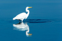 Egret Reflection