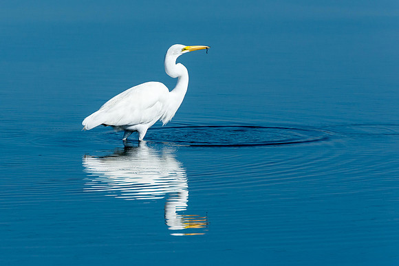 Egret Reflection