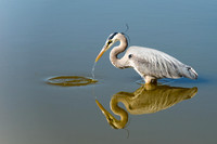 Great Blue Heron 522