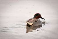Green Winged Teal