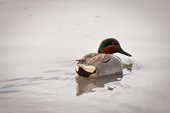 Green Winged Teal