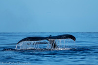220127Molokai-501