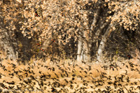 171201Bosque318