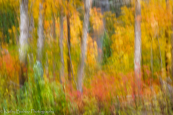191008Maine174