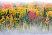 Colors in the Fog