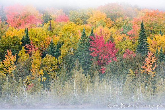Colors in the Fog
