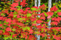 191006Maine97