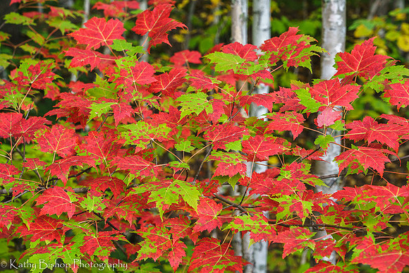 191006Maine97