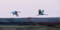 211029Crane-593