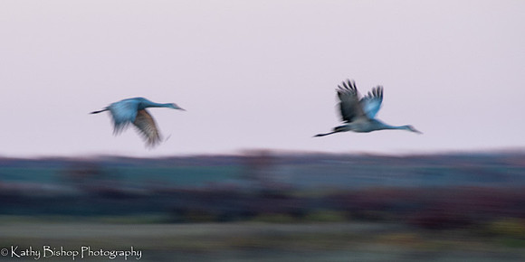 211029Crane-593