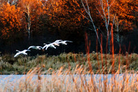 Landing at Crex
