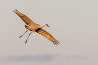 211029Crane-368