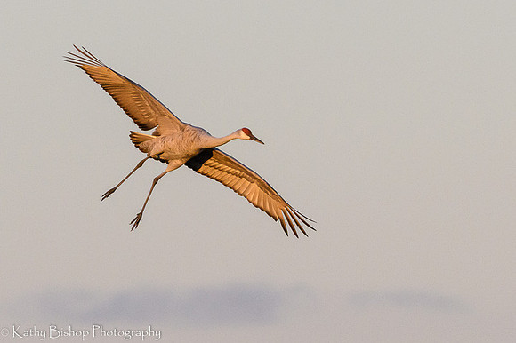 211029Crane-368