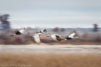 211030Crex-929