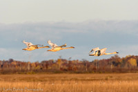 211029Crane-139