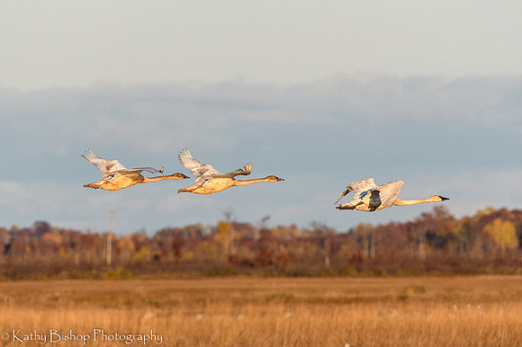 211029Crane-139