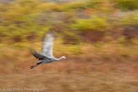 211030Crex-1072