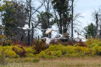 211012Cranes365