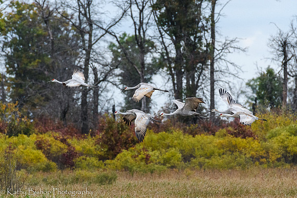 211012Cranes365