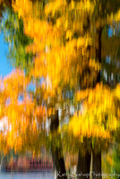Glowing Maple