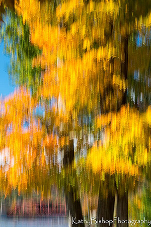 Glowing Maple