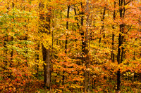 Adirondack Woods