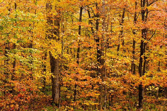 Adirondack Woods