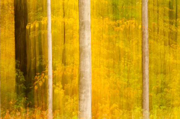 Flickering Forest