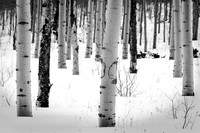 Aspen Grove