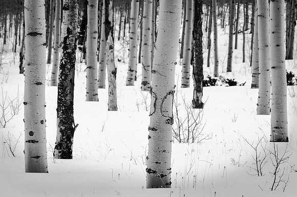 Aspen Grove