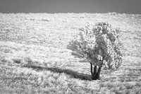 Stand Alone