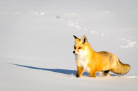 Foxy Tracks