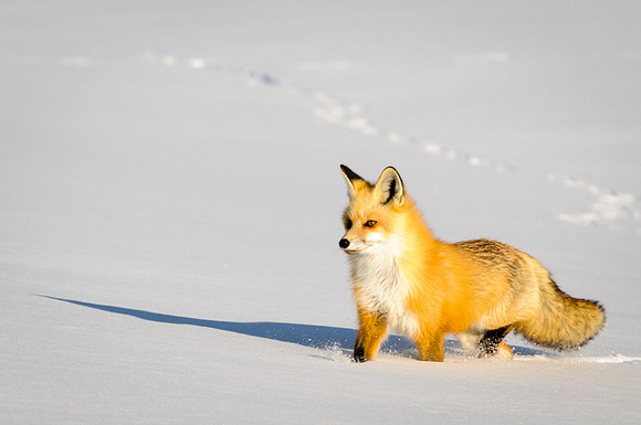 Foxy Tracks