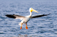 Coming in for Landing