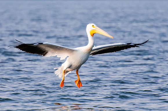 Coming in for Landing