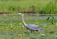 190707Flowage321