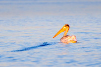 Young American White Pelican