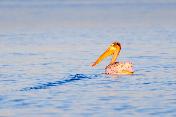 Young American White Pelican