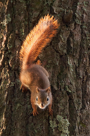 Red Squirrel