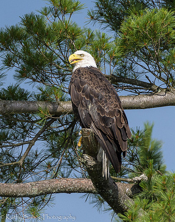 190705Flowage209