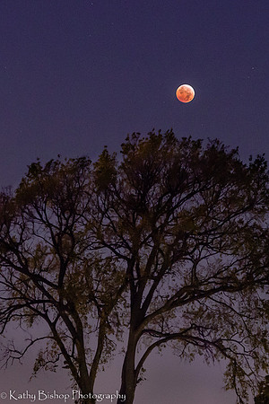 Blood Moon